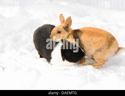 Zwerg Kaninchen (Oryctolagus Cuniculus F. Domestica), zwei Kaninchen nosing einander im Schnee, Deutschland Stockfoto