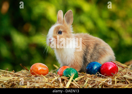 Löwenkopf Kaninchen (Oryctolagus Cuniculus F. Domestica), sitzen auf Stroh mit bunt bemalten Hühnereiern, Deutschland Stockfoto