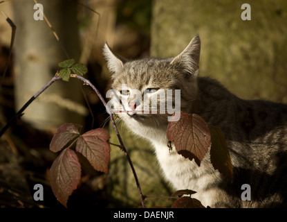 Hauskatze, Hauskatze (Felis Silvestris F. Catus), schnüffeln an einem Zweig, Deutschland Stockfoto