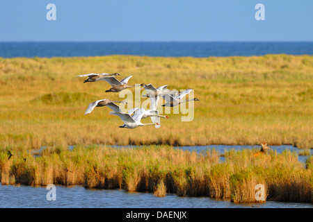 Höckerschwan (Cygnus Olor), Familie überfliegen einer Seenlandschaft an der Ostseeküste, Deutschland, Meckelburg Vorpommern, Western Region Nationalpark Vorpommersche Stockfoto