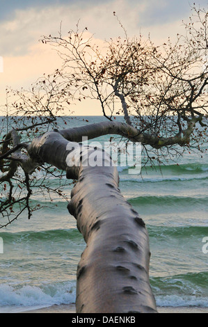 Rotbuche (Fagus Sylvatica), umgestürzten Baum ragt über den Ostsee-Strand von einer Steilküste, Deutschland, Mecklenburg-Vorpommern, Western Region Nationalpark Vorpommersche Stockfoto