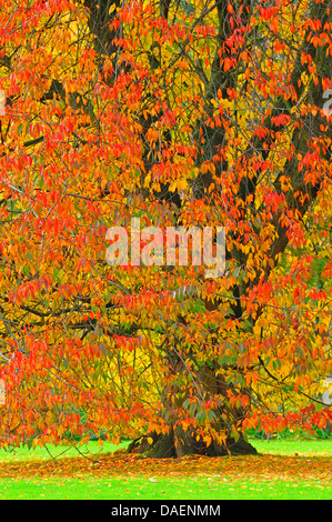 Kirschbaum im Herbst, Deutschland Stockfoto