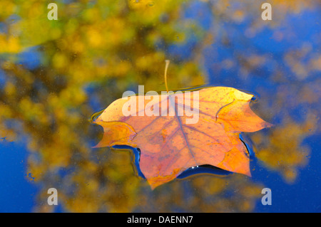 Tulpenbaum (Liriodendron Tulipifera), Herbst Blätter schwimmen auf dem Wasser, Deutschland Stockfoto