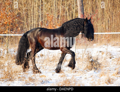 Friesen (Equus Przewalskii F. Caballus), läuft über schneebedeckte Fahrerlager, Deutschland Stockfoto