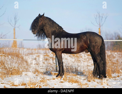 Friesen (Equus Przewalskii F. Caballus), Hengst auf einer Koppel, Deutschland Stockfoto