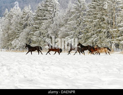 inländische Pferd (Equus Przewalskii F. Caballus), Herde von 2 Jahre alten Warmblüter im Winter auf einer Koppel, Schweiz Stockfoto