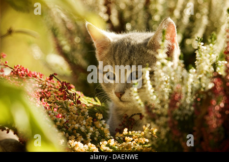 Gemeinsamen Heather, Ling, Heidekraut (Calluna Vulgaris), Kätzchen sitzen zwischen Heather bei Gegenlicht, Deutschland Stockfoto