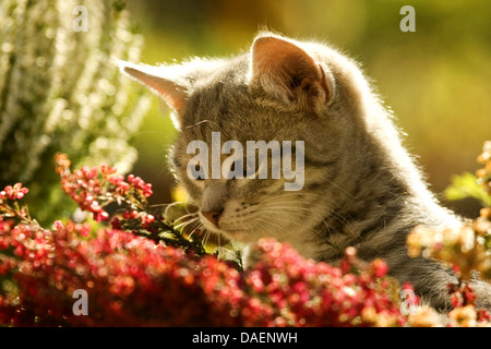 Gemeinsamen Heather, Ling, Heidekraut (Calluna Vulgaris), Kätzchen sitzen zwischen Heather bei Gegenlicht, Deutschland Stockfoto