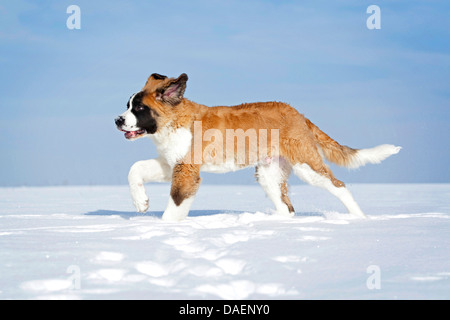 Saint Bernard Dog (Canis Lupus F. Familiaris), Welpe laufen durch den Schnee, Deutschland Stockfoto