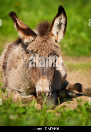 inländische Esel (Equus Asinus F. Asinus), Fohlen auf einer Wiese liegen und ruhen, Deutschland Stockfoto
