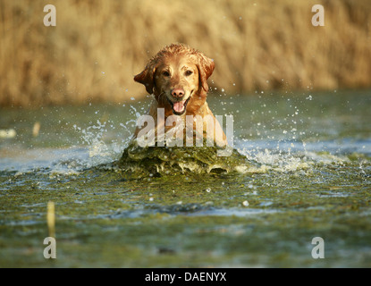 Golden Retriever (Canis Lupus F. Familiaris), Sprung durch das Wasser, Deutschland Stockfoto