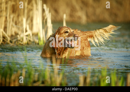 Golden Retriever (Canis Lupus F. Familiaris), im Wasser stehn und wegsehen, Deutschland Stockfoto