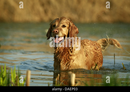 Golden Retriever (Canis Lupus F. Familiaris), stehend im Wasser mit einem Blick der Erwartung, Deutschland Stockfoto