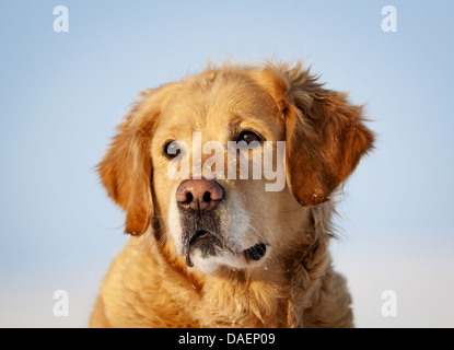 Golden Retriever (Canis Lupus F. Familiaris), Portrait im Schnee, Deutschland Stockfoto