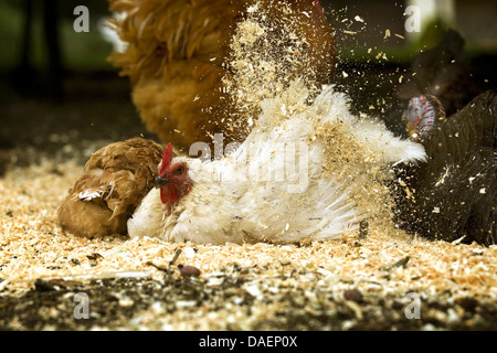 Hausgeflügel (Gallus Gallus F. Domestica), weiße Henne im Staub Bad mit frischen Holzspäne, Deutschland Stockfoto