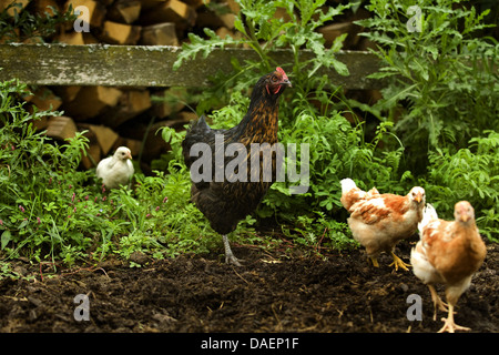 Hausgeflügel (Gallus Gallus F. Domestica), schwarz-braune Henne mit ihren Küken pickend Stockfoto