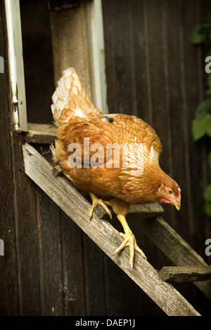 Hausgeflügel (Gallus Gallus F. Domestica), rot-braune Henne Ausgleich unten eine Hühnerleiter, Deutschland Stockfoto