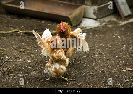 Hausgeflügel (Gallus Gallus F. Domestica), zwei braune Hühner, die kämpfen, Deutschland Stockfoto