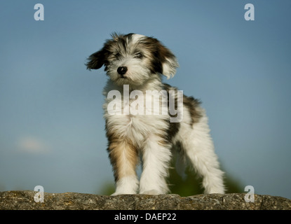 Tibet Terrier (Canis Lupus F. Familiaris), entdeckt braun Whith Welpe stehend auf einem Stein, Deutschland Stockfoto