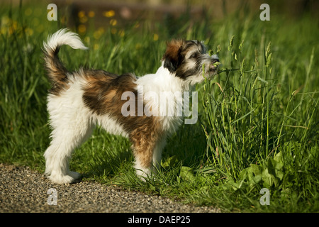 Tibet Terrier (Canis Lupus F. Familiaris), braun weiß gefleckte Welpen stehen am Wegesrand und schnüffeln an einem Grashalm, Deutschland Stockfoto