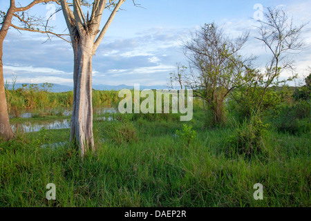 sumpfige Wiesen am See Ihema in der Regenzeit, Ruanda, Eastern Province, Akagera Nationalpark Stockfoto