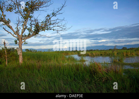 sumpfige Wiesen am Tanganjikasee im Abendlicht, Eastern Province, Akagera Nationalpark, Ruanda, Bumjumbura Stockfoto