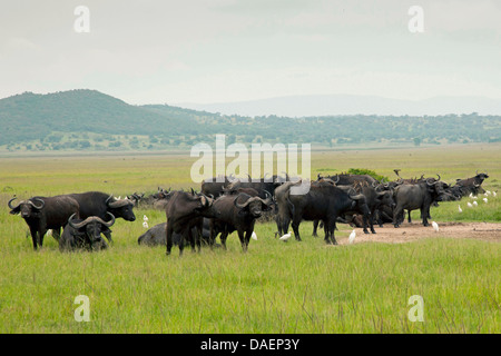 Afrikanischer Büffel (Syncerus Caffer), Herde Büffel und Vögel am regnerischen Jahreszeit auf eine Roomely Hochebene, Ruanda, Eastern Province, Akagera Nationalpark Stockfoto