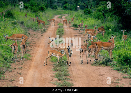 Impala (Aepyceros Melampus), Herde Impalas auf einer fixierten Straße während der regnerischen Jahreszeit, Ruanda, Eastern Province, Akagera Nationalpark Stockfoto
