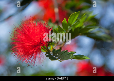 Powderpuff Baum (Calliandra spec.), blühen, Ruanda, Eastern Province, Akagera Nationalpark Stockfoto