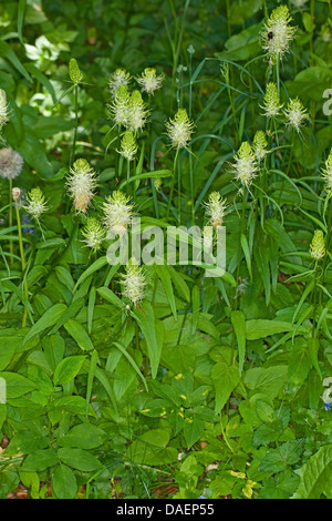 Spike Rapunzeln (Phyteuma Spicatum), blühen, Deutschland Stockfoto