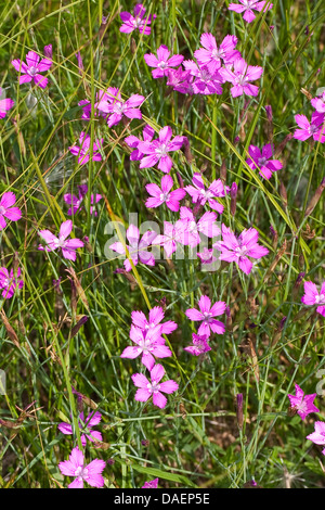 Mädchen Rosa (Dianthus Deltoides), blühen, Deutschland Stockfoto