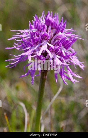 Italienische Orchidee (Orchis Italica), Blütenstand, Italien, Sizilien Stockfoto