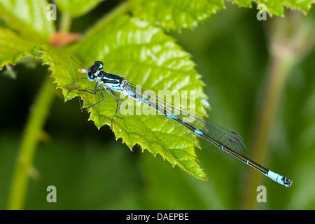 Variable Damselfly (Coenagrion Pulchellum), männliche sitzt auf einem Blatt Essen einen Gefangenen Mücke, Deutschland Stockfoto