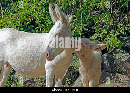 Europäische weiße Esel, Europaeischer Weisser Esel (Equus Asinus F. Asinus), Fohlen seiner Mutter in den Hals beißen Stockfoto