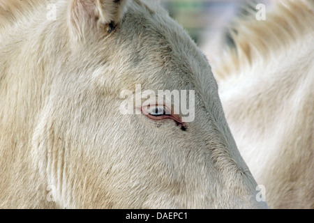 Europäische weiße Esel, Europaeischer Weisser Esel (Equus Asinus F. Asinus), Auge Stockfoto
