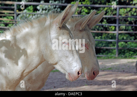 Europäische weiße Esel, Europaeischer Weisser Esel (Equus Asinus F. Asinus), zwei weiße Esel in ein Freigehege Stockfoto