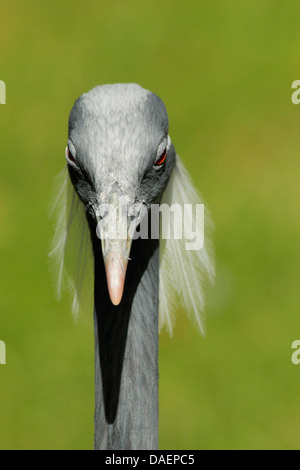 Demoiselle Kran (Anthropoides Virgo), portrait Stockfoto