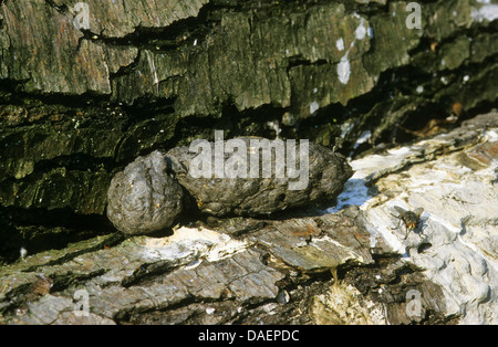 graue Reiher (Ardea Cinerea), pellet, liegend auf einem Baumstamm, Deutschland Stockfoto