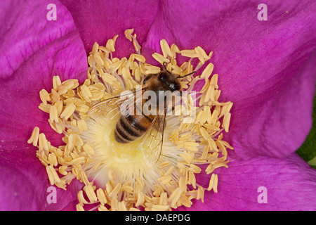 Honigbiene, Bienenkorb Biene (Apis Mellifera Mellifera), auf einer Rosenblüte, Deutschland Stockfoto