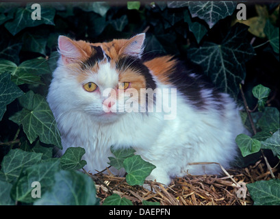 Hauskatze, Hauskatze (Felis Silvestris F. Catus), dreifarbigen Katze liegend Efeu im Garten, Deutschland Stockfoto