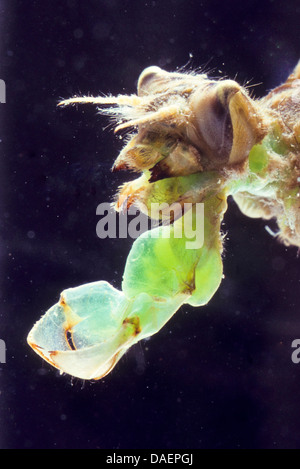 Breit-bodied Libellula, breit-bodied Chaser (Libellula Depressa), labium Stockfoto