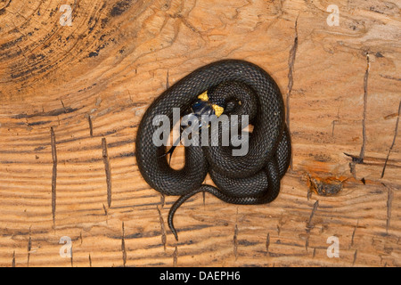 Ringelnatter (Natrix Natrix), liegend auf einem Baum Stumpf aufgerollt, Deutschland Stockfoto