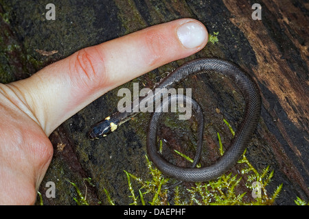 Ringelnatter (Natrix Natrix), juvenile im Vergleich mit dem Finger, Deutschland Stockfoto