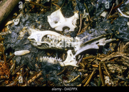 Waldohreule (Asio Otus), pellets mit Knochen und Schädel, Deutschland Stockfoto