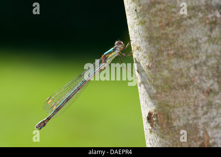 Weide Mererald Damselfly (Lestes Viridis, Chalcolestes Viridis), Weiblich, Deutschland Stockfoto