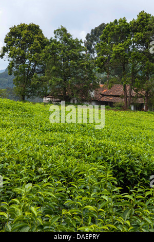 Teeplantage in der Regenzeit, Burundi, Gitega Stockfoto