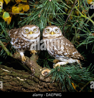 Steinkauz (Athene Noctua), zwei Personen sitzen auf einem Baum, Deutschland Stockfoto