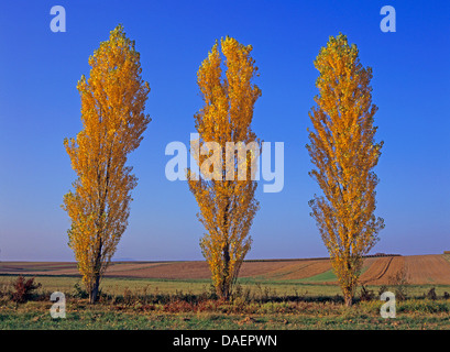 Lombardei-Pappel (Populus Nigra var. Italica, Populus Nigra 'Italica', Populus Italica, Populus Nigra Italica), Pappeln im Herbst am Straßenrand, Deutschland Stockfoto