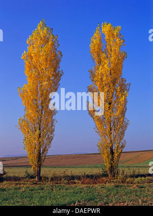 Lombardei-Pappel (Populus Nigra var. Italica, Populus Nigra 'Italica', Populus Italica, Populus Nigra Italica), Pappeln im Herbst am Straßenrand, Deutschland Stockfoto