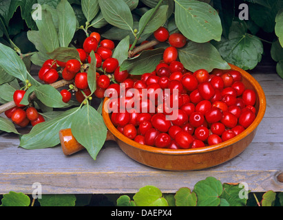 Kirschholz Kornelkirsche (Cornus Mas), Beeren in eine Schüssel geben, Deutschland Stockfoto